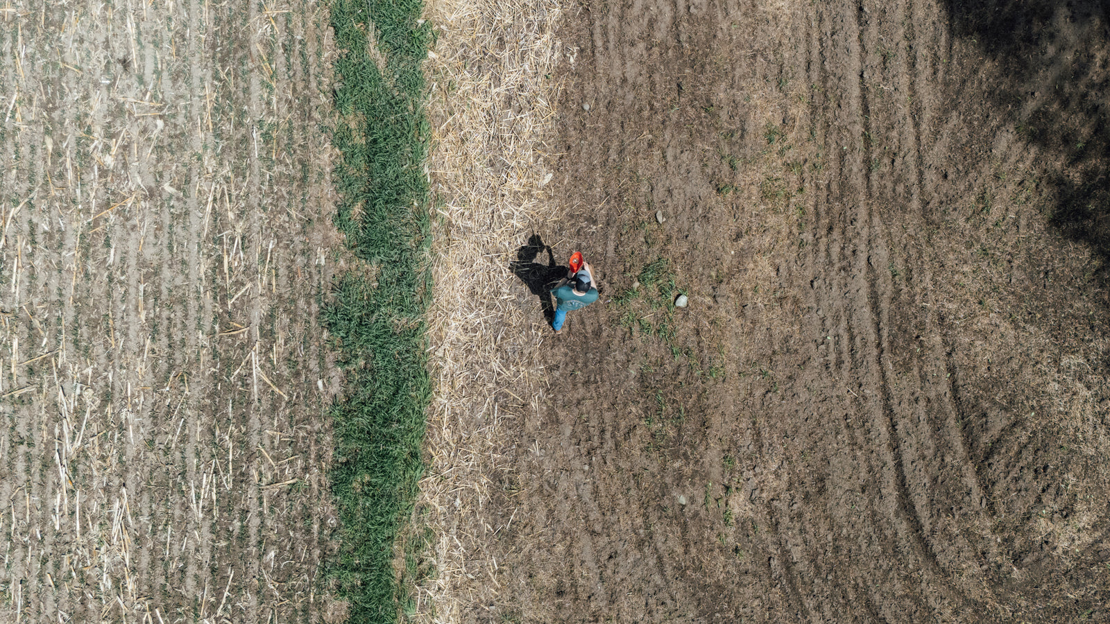 Gold Fever is a high tonnage annual Brassica Mix that is ideal for your fall food plot.